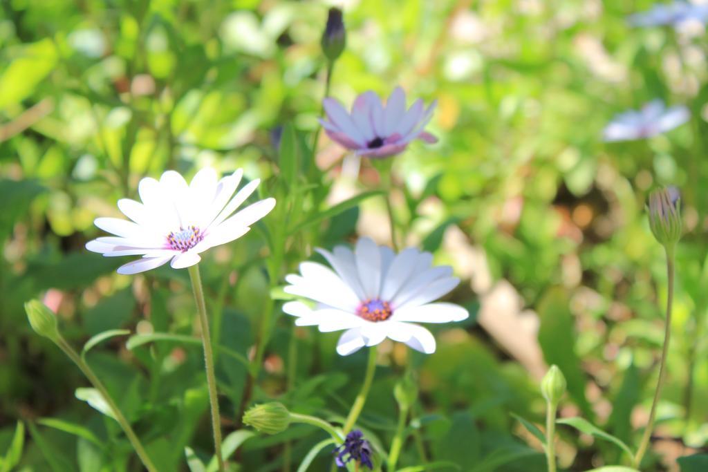 Albergo Il Giardino Foce Varano Dış mekan fotoğraf